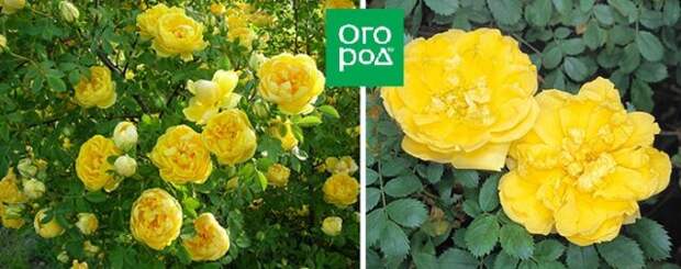 зимостойкая неукрывная роза Foetida Persiana