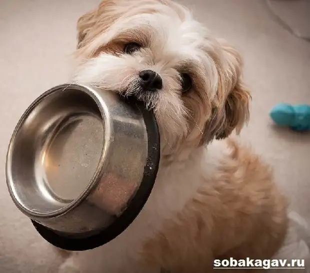 Ши тцу собака. Описание, особенности, уход и цена ши тцу