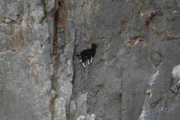 Ибексы или альпийские горные козлы (лат. Capra ibex) 