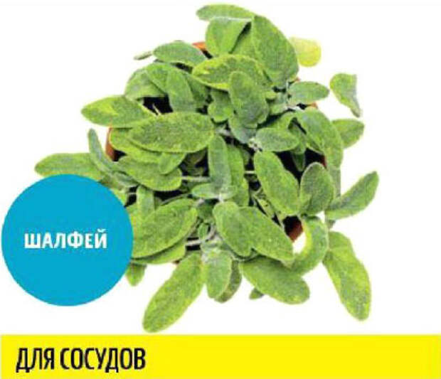 Какую зелень можно выращивать круглый год на подоконнике, чтобы быть здоровым