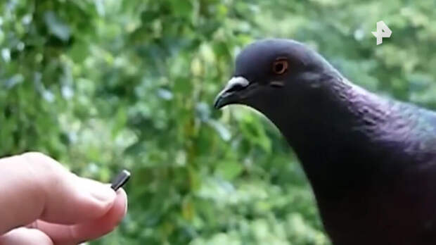 Голубь-подрывник, гусь-сторож и коршун-антидрон: птицы стали оружием военных