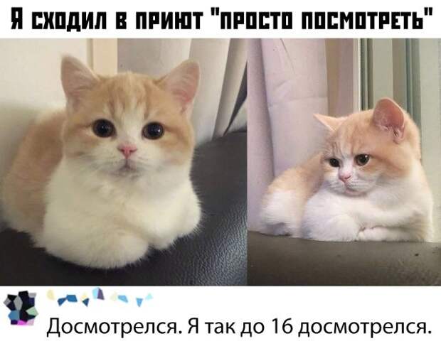 kartinok-prikolnyh-podborka-kartinki-smeshnye-kartinki-fotoprikoly