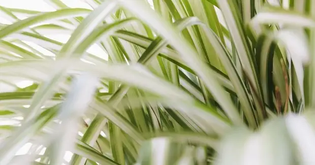 9 красивых растений для подоконников на восточной стороне