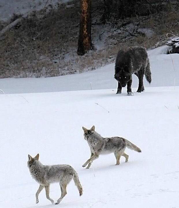 11. Койоты и волк — разница очевидна в мире, животные, люди, размер, разница, фото