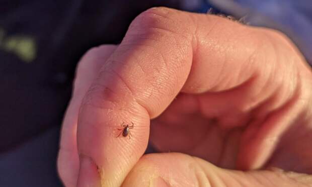 В Архангельской области клещи укусили в два раза больше человек, чем прошлой весной