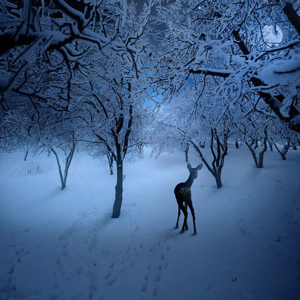 Олененок стоит, обернувшись, в зимнем лесу