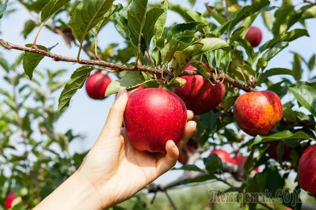 Уход за яблоней осенью – советы по правильной подготовке дерева к зиме