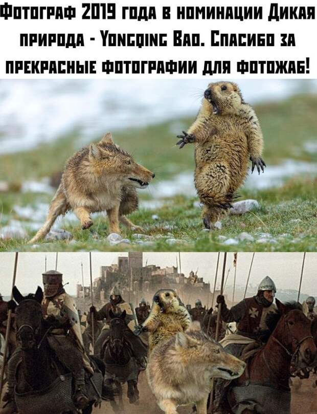 kartinok-prikolnyh-podborka-kartinki-smeshnye-kartinki-fotoprikoly