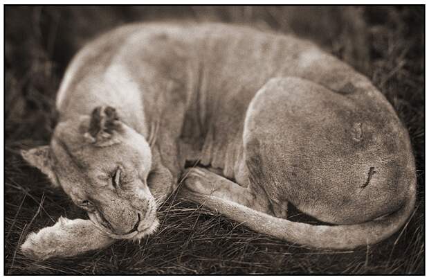 фотографии африки. Nick Brandt