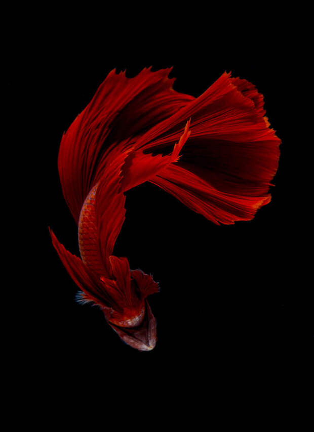 The Elegant And Fantastic Poses Of Aquarium Fish Captured By A Thai Photographer