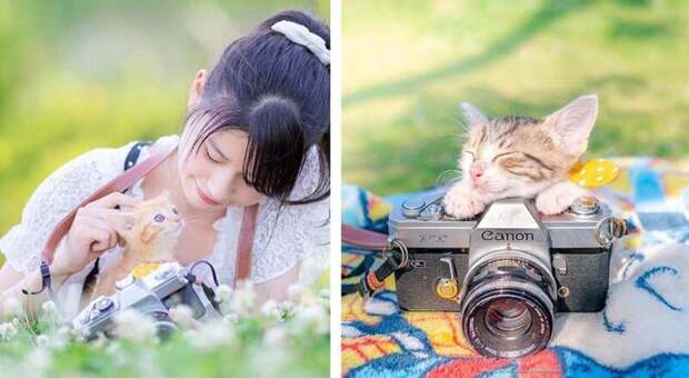 Котята и фотоаппараты: милая фотосерия фотографа из Японии