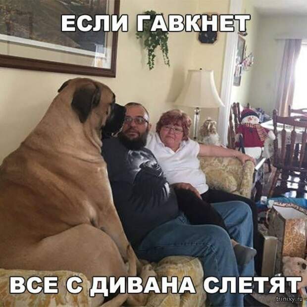 Смешные картинки с надписями