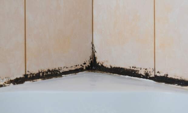 Хлорка отбеливает, а грибок смеется: чем на самом деле стоит обрабатывать плитку в ванной