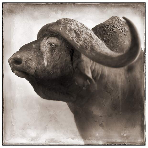 фотографии африки. Nick Brandt