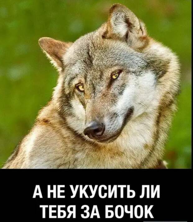 Свежий юмор в веселых картинках