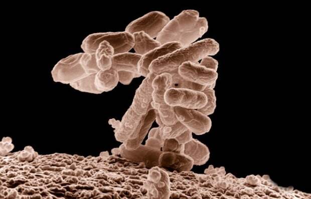 Бактерии-мутанты, микробы мутанты...