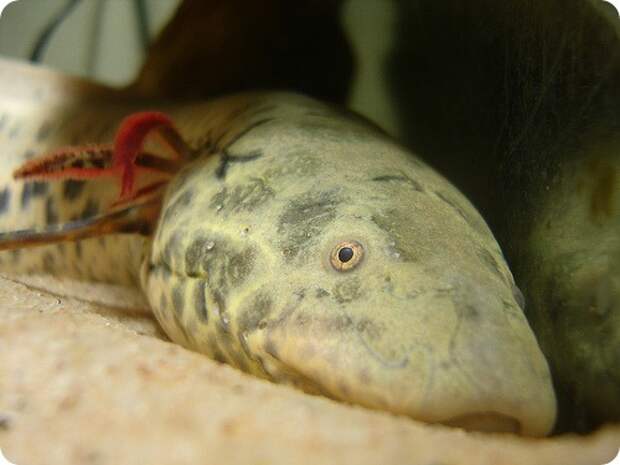 Протоптеры