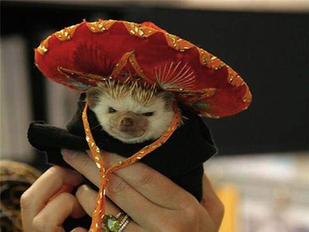 Hedgehog For Halloween 2 Как нарядить ёжика на праздник