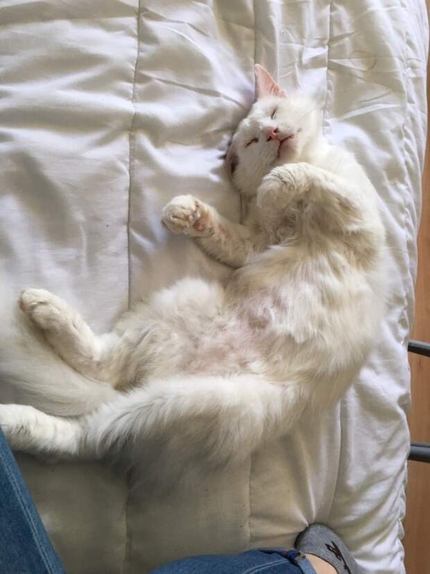 помощь котам спящий белый кот