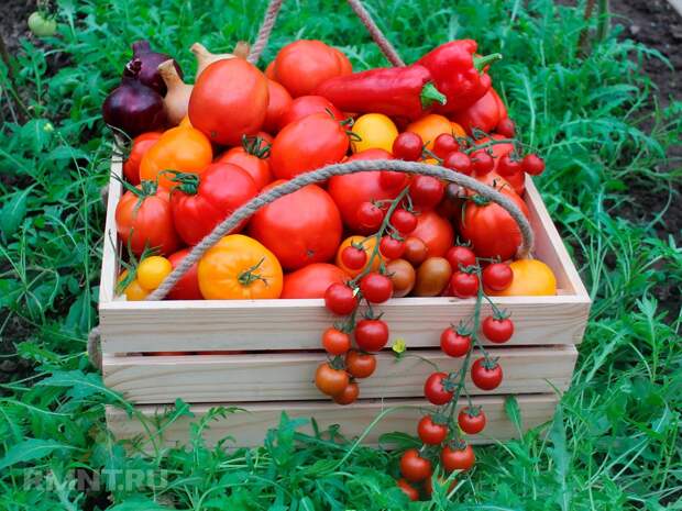Можно ли продавать овощи и фрукты со своего участка