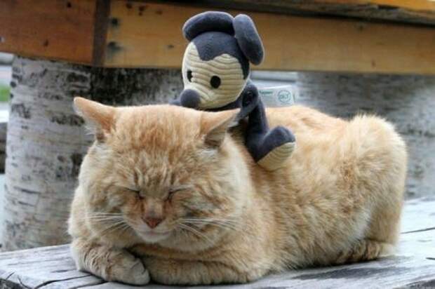 ленивый кот