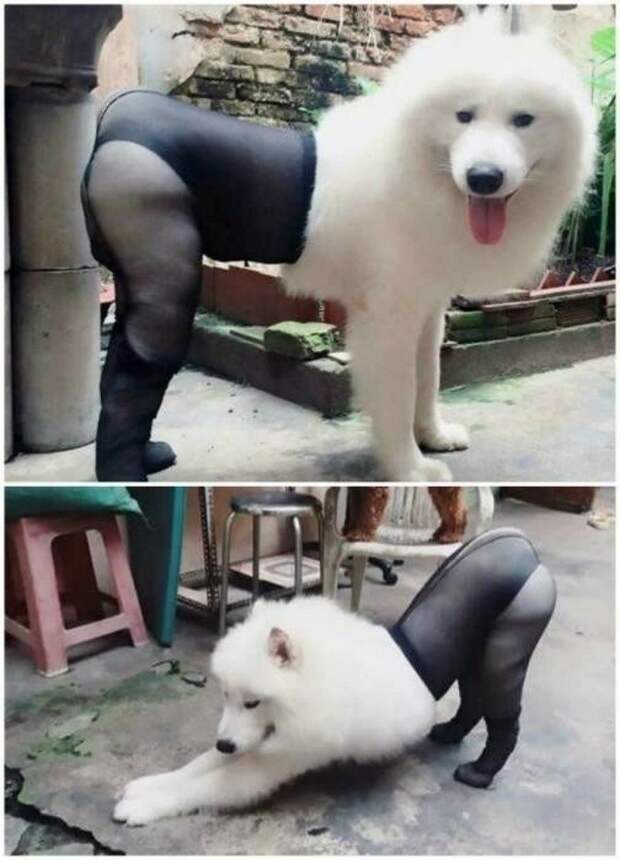 Когда хозяин слегка идиот