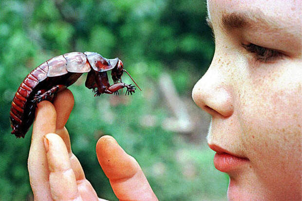 http://www.csmonitor.com/var/ezflow_site/storage/images/media/content/2012/0607-disappearing-cockroaches/12777993-1-eng-US/0607-disappearing-cockroaches_full_600.jpg