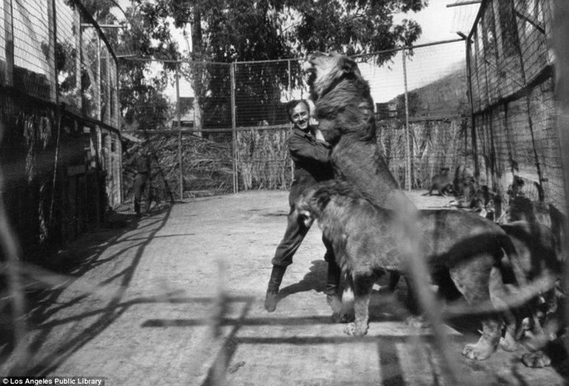 Знаменитая "голливудская львиная ферма": архивные фотографии 1925 - 1942 гг архивные снимки, архивные фото, дрессированные, дрессировщик, лев, львы, сша