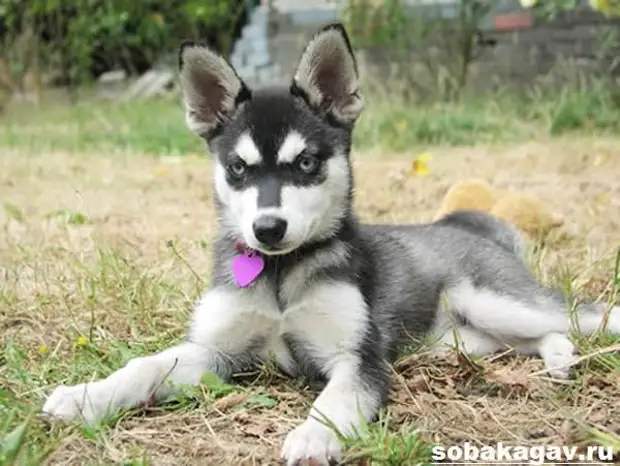 Аляскинский кли кай собака. Описание, особенности, уход и цена аляскинского кли кая