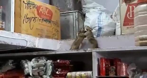 Две крысы устроили бои без правил в подсобке магазина и попали на видео