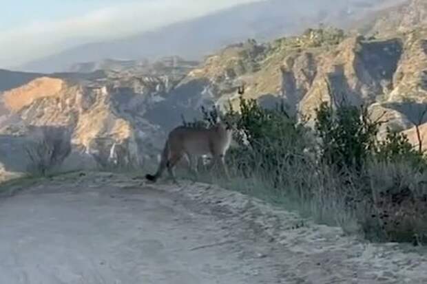 Велосипедисты столкнулись с пумой и сняли ее на видео