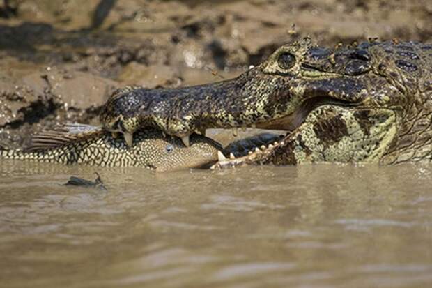 Голодный крокодил убил пастуха в Индии