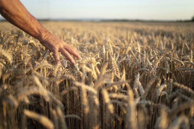 Цены на экспортное российское зерно выросли на 15,6% за месяц