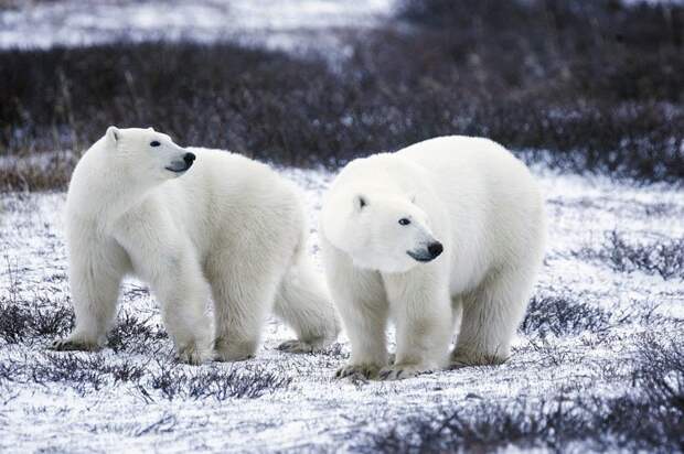 5. Цвет меха полярного медведя животные, животный мир, интересные факты, интересные факты для детей, познавательные факты, природа, факты о животных, хочу все знать