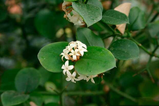 биоспиноза