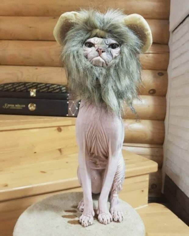 Когда хозяин слегка идиот