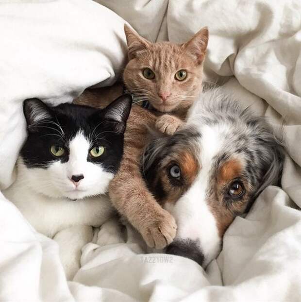 кошки и собаки друзья, кошки и собаки дружат