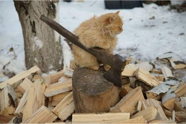 Настоящие приколы. Супер!
