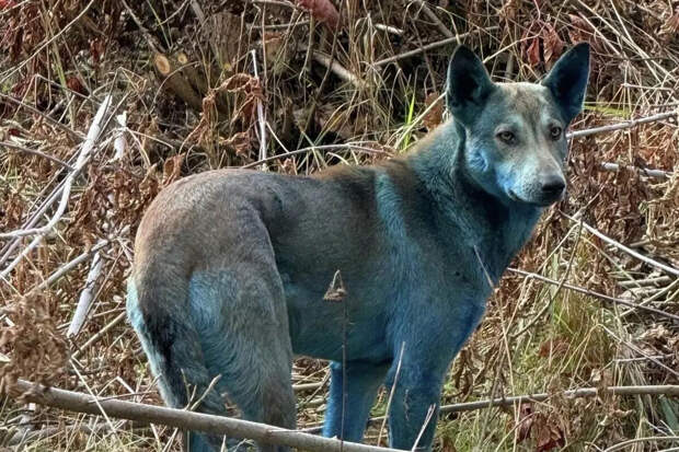 Ученые: конфликт на Украине вернул домашним собакам облик их диких предков