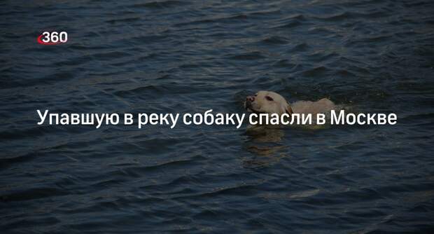 Источник «360»: экстренные службы спасли упавшую в реку собаку в Москве
