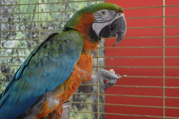 Житель Петербурга съел корм для попугаев и лишился водительских прав