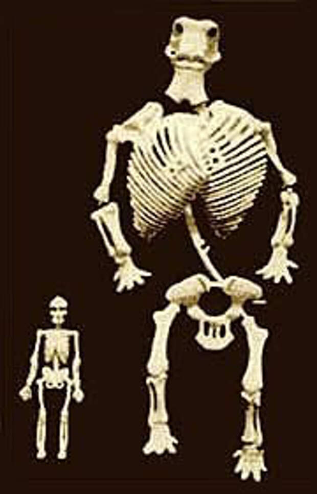 Сравнительные размеры скелетов человека и «великана»