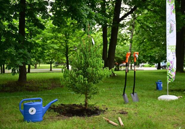 «Сад памяти-2026» увековечит участников Битвы за Москву и бойцов СВО