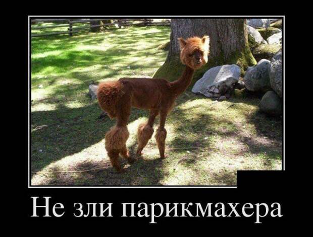 Демотиваторы (30 фото)