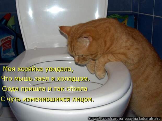 Лучшие котоматрицы недели (50 фото)
