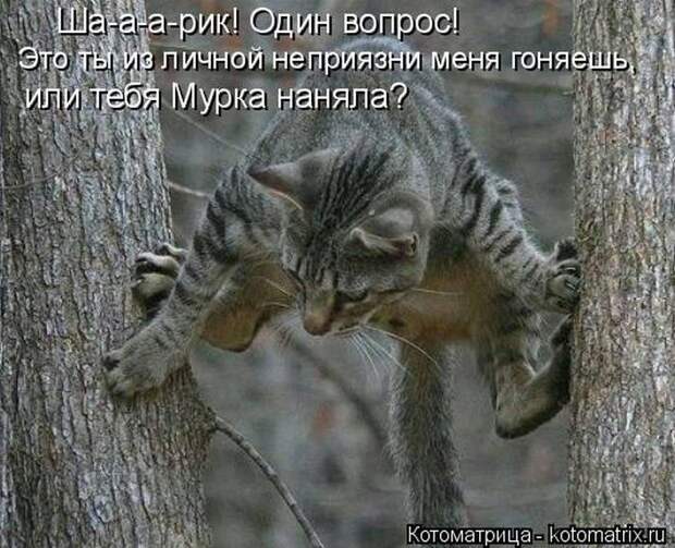 Лучшие котоматрицы недели  