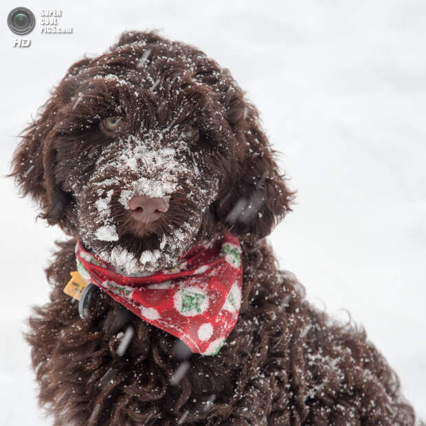 Снег — собачье счастье. (Rob Pipe)