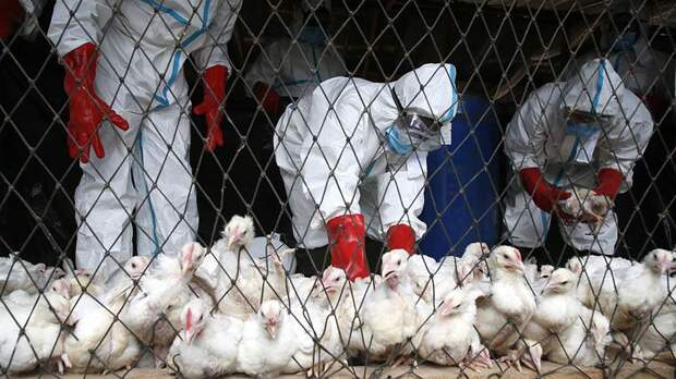 Попова заявила об отсутствии пандемического потенциала у птичьего гриппа