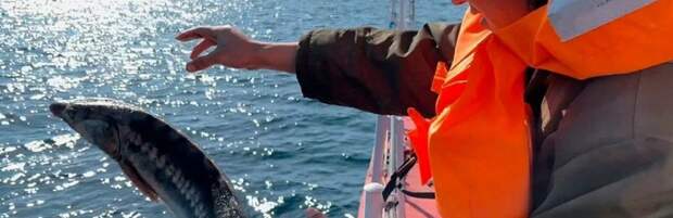 С браконьерами в Мангистау борются на суше – рыбинспекции не хватает плавсредств