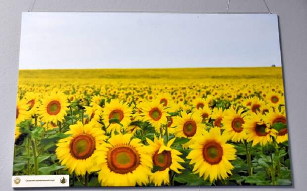 В Рязани открыли фотовыставку, посвященную фермерам региона